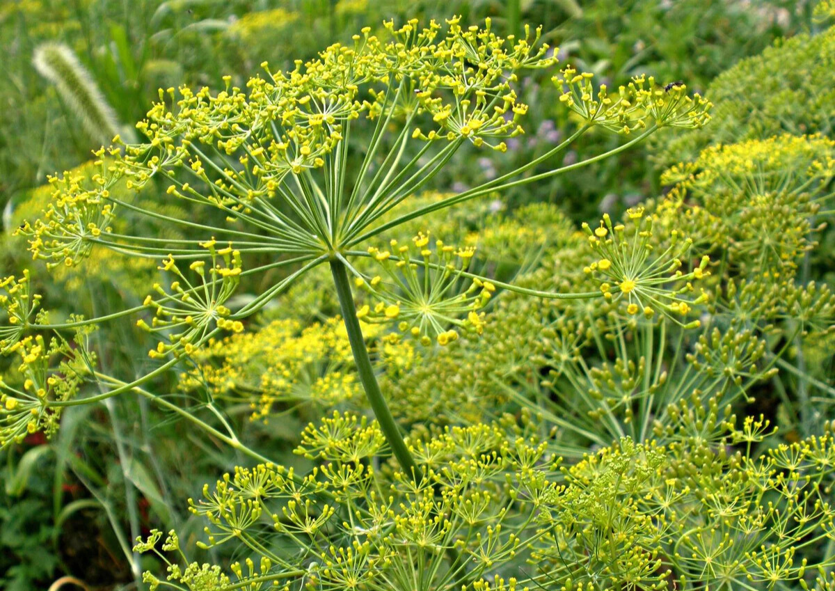 livingston seeds herbs